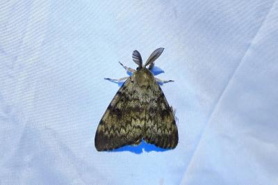Lymantria dispar