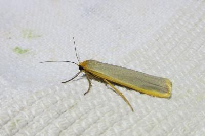 <i>Manulea complana</i>