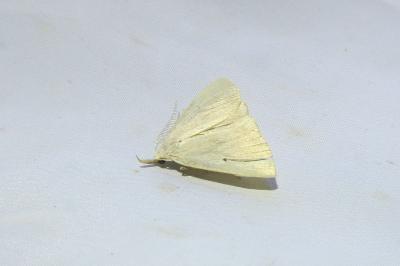 <i>Macrochilo cribrumalis</i>
