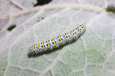 <i>Cucullia verbasci</i>