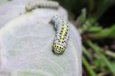 <i>Cucullia verbasci</i>