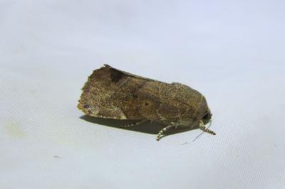 <i>Cosmia affinis</i>