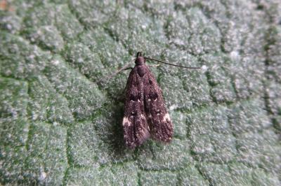<i>Dichomeris alacella</i>