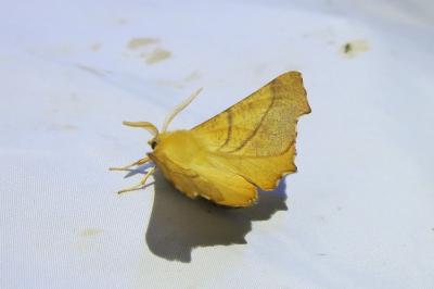 <i>Ennomos fuscantaria</i>