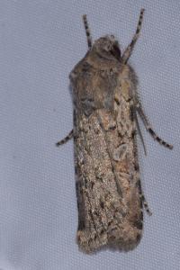 <i>Euxoa nigrofusca/tritici</i>