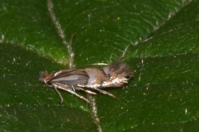 <i>Phyllonorycter ulmifoliella</i>