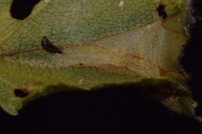<i>Phyllonorycter ulmifoliella</i>