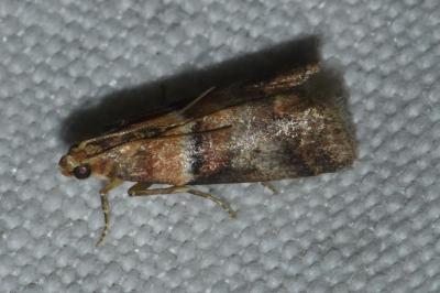 <i>Acrobasis repandana</i>