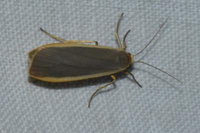 <i>Nyea lurideola</i>