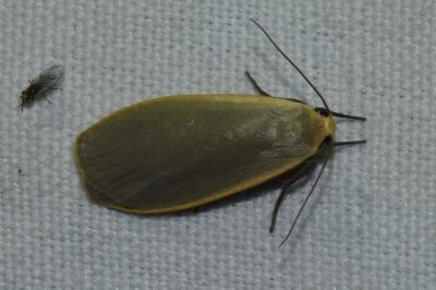 <i>Collita griseola</i>