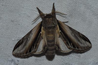 <i>Pheosia tremula</i>