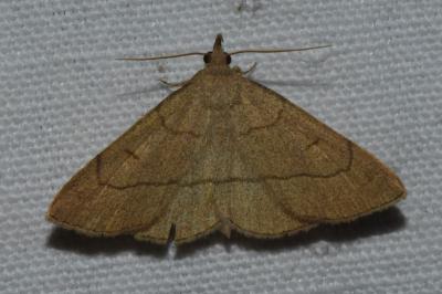 <i>Paracolax tristalis</i>