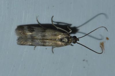 <i>Homoeosoma sinuella</i>