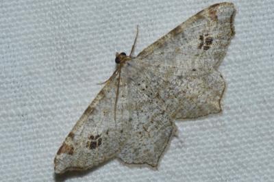 <i>Macaria notata</i>