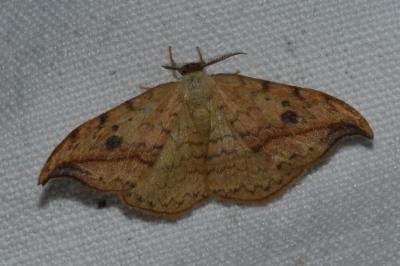 <i>Drepana falcataria</i>