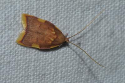 <i>Carcina quercana</i>