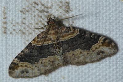 <i>Xanthorhoe ferrugata</i>