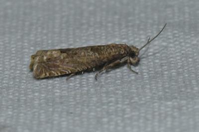 <i>Pelochrista caecimaculana</i>