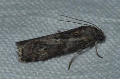 <i>Phycita roborella</i>