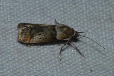 <i>Acrobasis consociella</i>