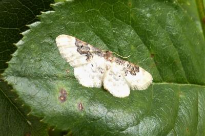 <i>Idaea rusticata</i>