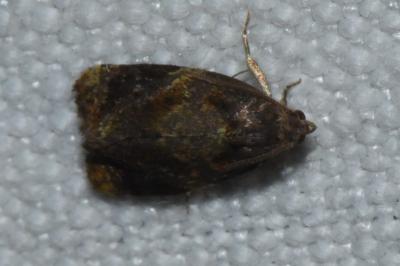 <i>Ditula angustiorana</i>