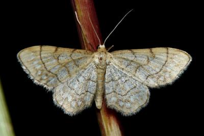 <i>Idaea moniliata</i>