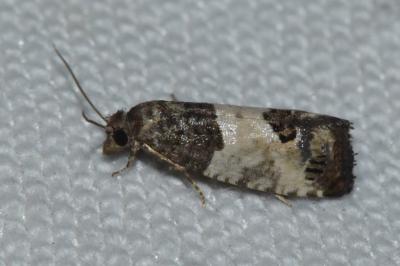 <i>Spilonota ocellana</i>