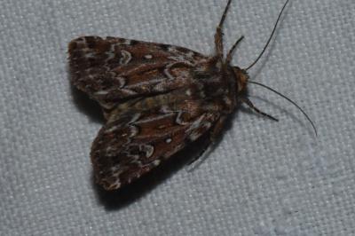 <i>Lycophotia porphyrea</i>