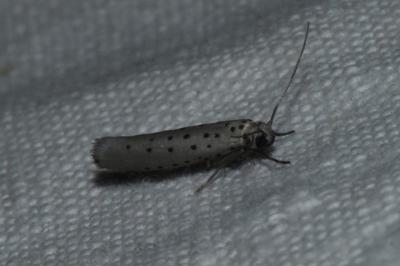 <i>Yponomeuta sedella</i>