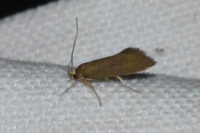 <i>Crassa unitella</i>