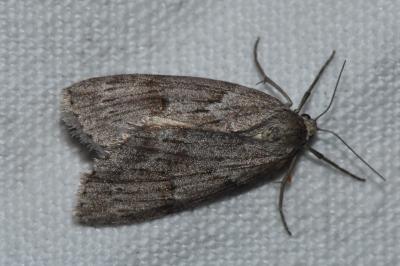 <i>Pachycnemia hippocastanaria</i>