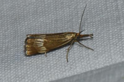 <i>Chrysocrambus linetella</i>