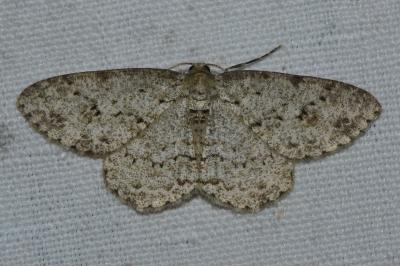 <i>Ectropis crepuscularia</i>