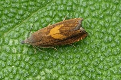 <i>Dichrorampha</i>