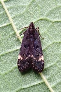 <i>Dichomeris alacella</i>
