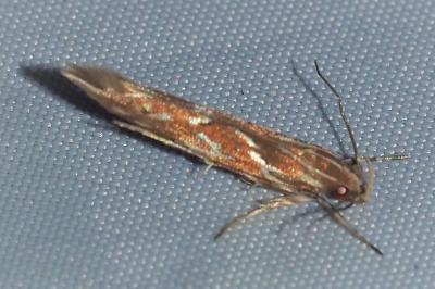 <i>Pyroderces argyrogrammos</i>