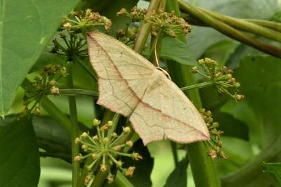 <i>Timandra comae</i>