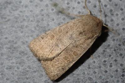 <i>Hoplodrina ambigua</i>