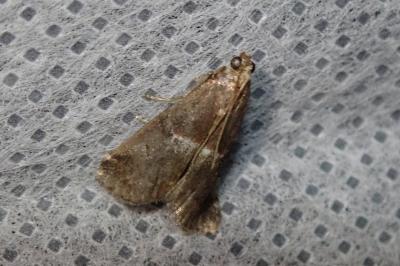 <i>Acrobasis marmorea</i>