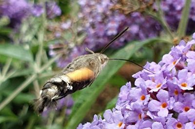 <i>Macroglossum stellatarum</i>