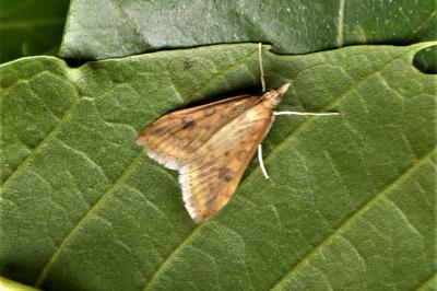 <i>Udea ferrugalis</i>