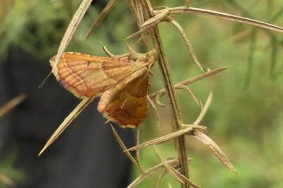 <i>Endotricha flammealis</i>