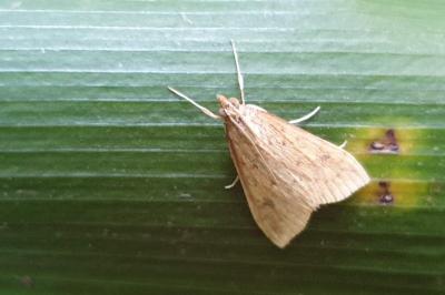 <i>Udea ferrugalis</i>