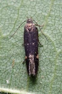 <i>Aproaerema anthyllidella</i>