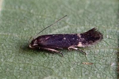 <i>Aproaerema anthyllidella</i>
