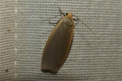 <i>Collita griseola</i>