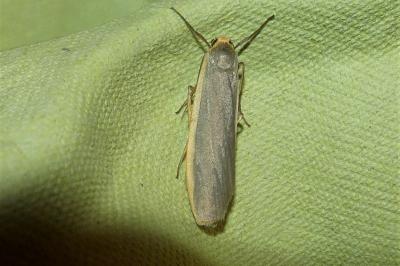 <i>Nyea lurideola</i>