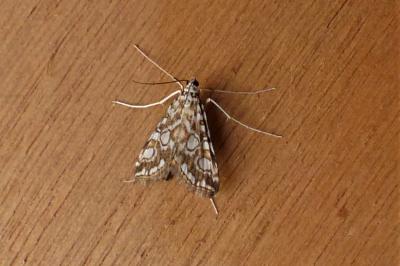 <i>Elophila nymphaeata</i>