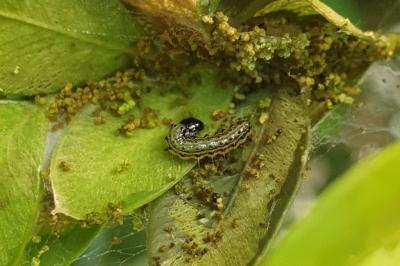 <i>Cydalima perspectalis</i>